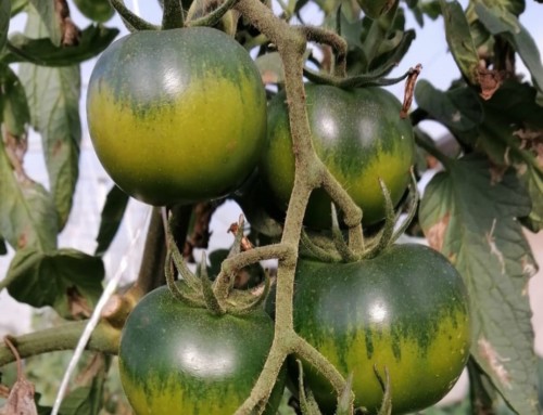 Prove di Campo su Pomodoro