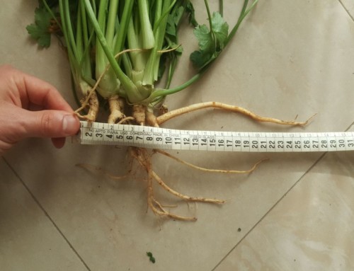 Prove di Campo su Prezzemolo