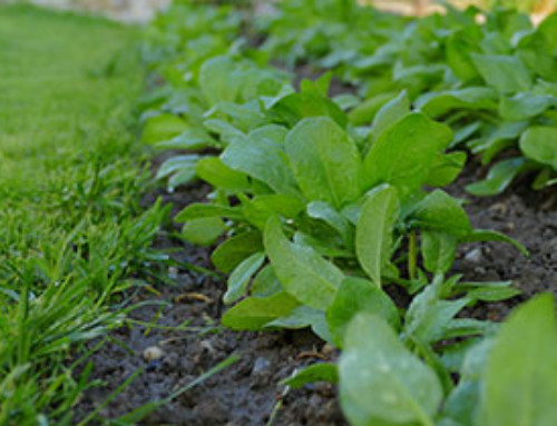 Prove di Campo su Spinacio