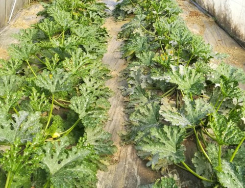 Prove di Campo su Zucchino